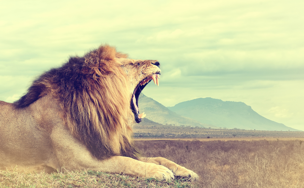 Lejonekonomier – ett annat Afrika växer fram
