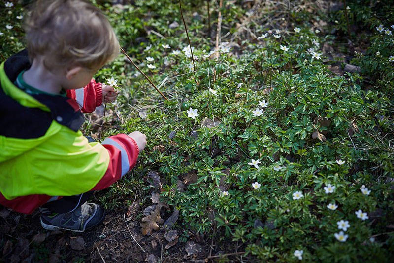 Barn som plockar blommor i skogen